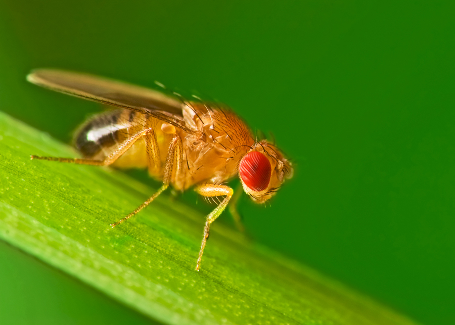 Male fruit fly, courtesy of Adobe Stock.