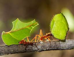 Leafcutter Ants carrying a leaf to their nest, courtesy of Getty Images.