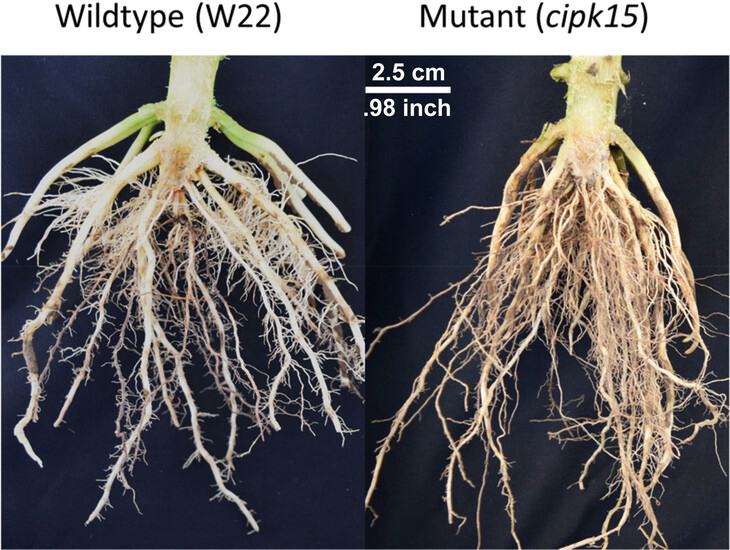 Images of root architecture had significantly steeper angles compared to the wildtype genotype. Courtesy of  Penn State University.   