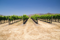 California grape vines, image courtesy of Adobe Stock.
