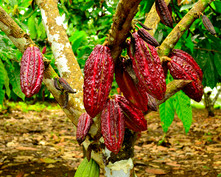 Red cocoa tree, courtesy of Getty Images.