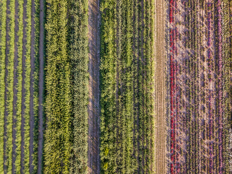 Aerial drone image of fields with diverse crop growth, courtesy of Getty Images. 