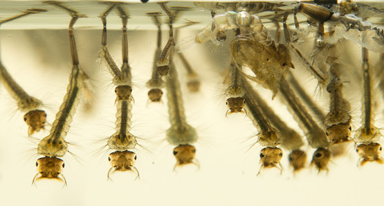 Mosquito larvae, courtesy of Adobe Stock.