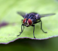 Stable fly standing on a green leaf, courtesy of Adobe Stock.