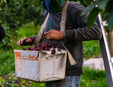 Seasonal farm worker with a full basket of organic sweet black lapin cherries, courtesy of Adobe Stock.