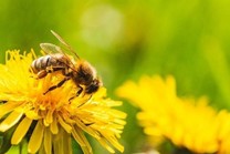A honey bee collecting nectar from dandelion flower. Image courtesy of Adobe Stock.