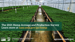  National Agricultural Statistics Service hemp survey graphic