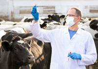 Veterinarian at a cattle farm, courtesy Adobe Stock.