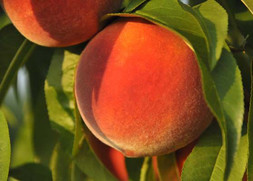Clemson and UGA researchers combine forces to grow the perfect peach, courtesy of Clemson University.