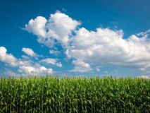 A corn field, courtesy of the USDA.