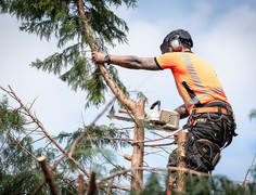 Tree surgeon in the crown of a tree cutting branches down, courtesy of Adobe Stock.