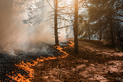 Wildfire burning trees, courtesy of Adobe Stock.