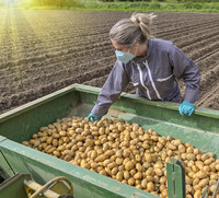 Female farmer harvesting potatoes, courtesy of Adobe Stock.