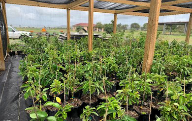 Mango, avocado, and papaya trees, courtesy of University of the Virgin Islands.