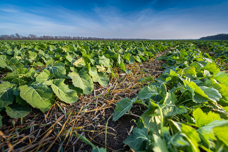 Cover crop of winter rapeseed, courtesy of Getty Images.