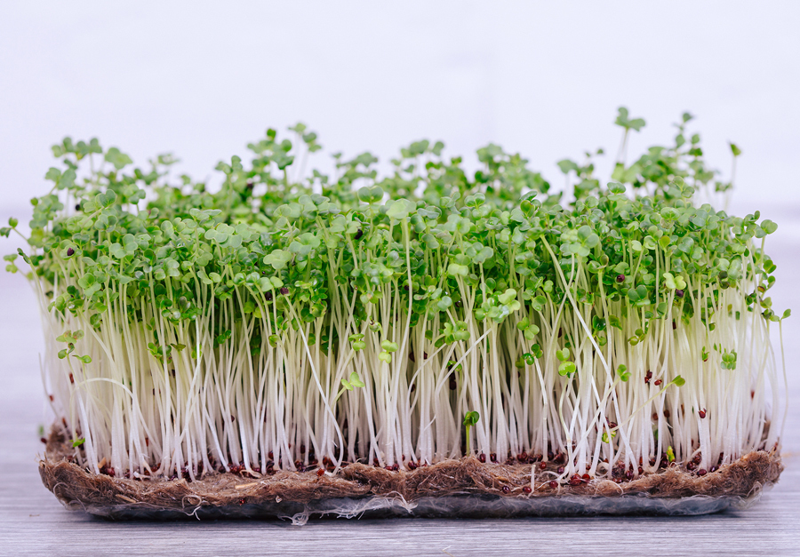 Sprouts of micro green broccoli, courtesy of Adobe Stock.