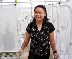 Washington State University doctoral Student Dowen Jocson looking for more sustainable and targeted ways to manage insect pests, courtesy of WSU.