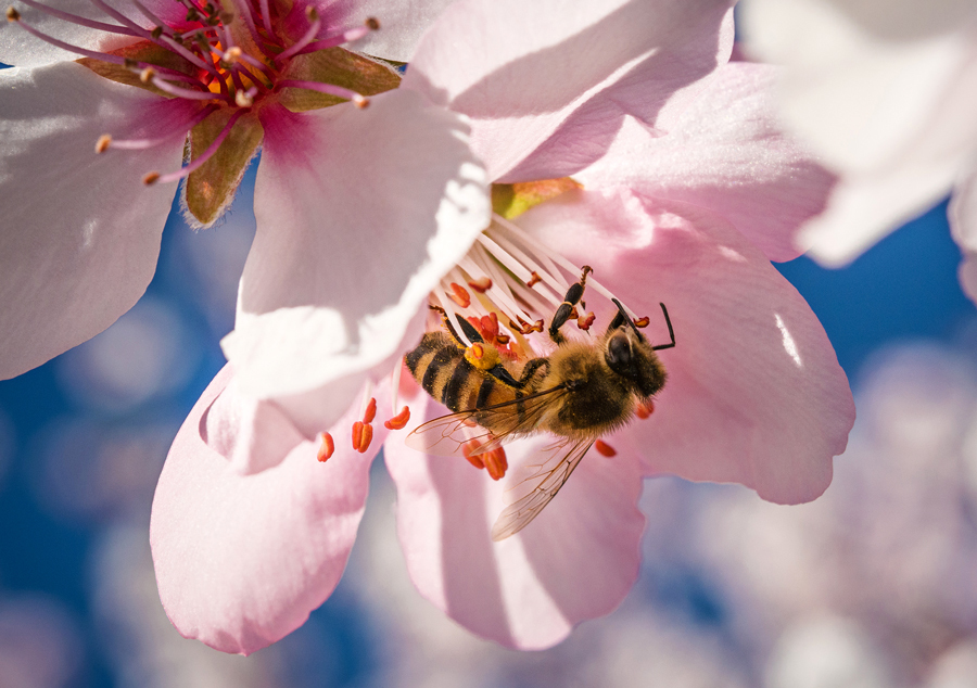 Honey bee on an almond flower, courtesy of Adobe Stock.