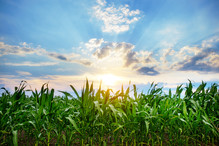 Midwestern corn field, courtesy of Adobe Stock.