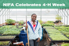 NIFA Celebrates National 4-H Week graphic, courtesy of USDA.