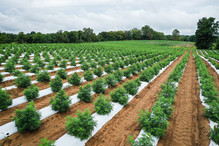 A hemp farm field, courtesy of Adobe Stock.