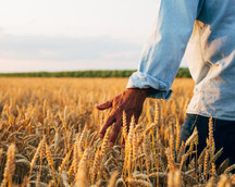 Farmer walking in a wheat field, courtesy of Adobe Stock.