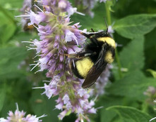 A bumble bee visits the perennial cultivar Agastache 'Foeniculum. Photo courtesy of Emily Erickson.