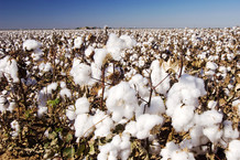 OSU researchers are focusing on regenerative agriculture for crops such as cotton. Image courtesy of Adobe Stock.