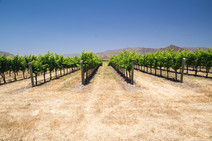 Grapevines in California's drought, courtesy of Adobe Stock.