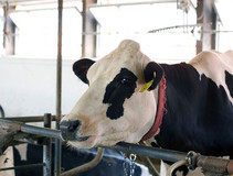 Dairy cow image courtesy of the University of New Hampshire.