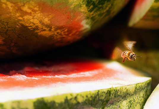 Wild bees flying around a watermelon. Image courtesy of Purdue University’s Tom Campbell.