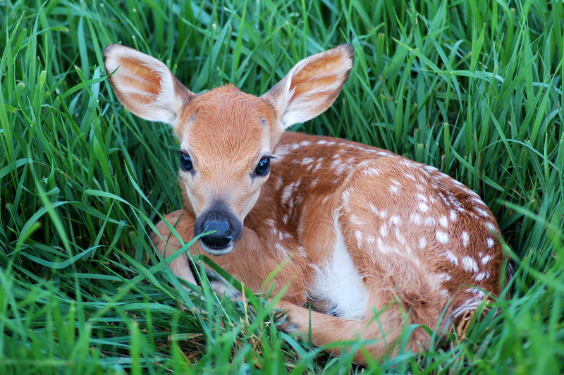 Young white-tailed fawn, courtesy of Getty Images.