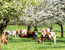Herd of cows grazing in a blooming orchard, courtesy of Getty Images.