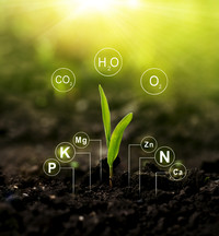 The role of nutrients in plant life graphic, courtesy of Adobe Stock.