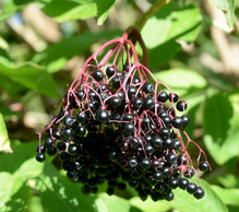A cluster of ripe elderberries, courtesy of Getty Images.