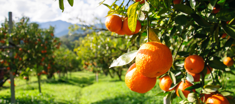 Orange grove, courtesy of Getty Images. 