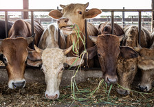 Cattle feeding, courtesy of Adobe Stock.