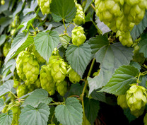 Closeup image of ripe green hops, courtesy of Adobe Stock.