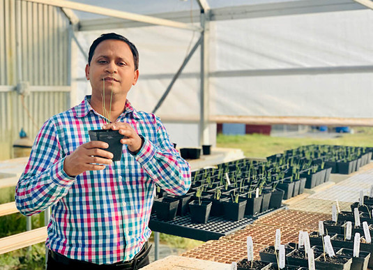 Bhabesh Dutta examines onion seedlings. Courtesy of University of Georgia.