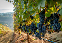 A row of ripe wine grapes ready for harvest, courtesy of Adobe Stock.