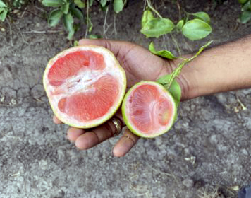 A healthy grapefruit compared to one affected by citrus greening, courtesy of Texas A&M AgriLife.