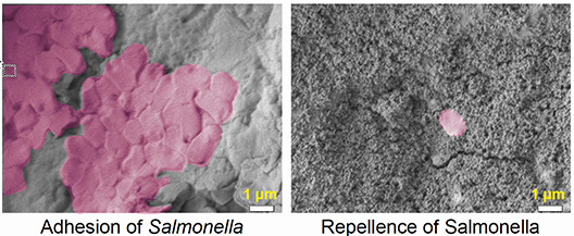 Contrasting images of uncoated material allowing adhesion of Salmonella bacteria with a coated material that repels it,-Texas A&M AgriLife.