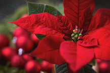 Single red poinsettia surrounded by red Christmas ornaments. Image courtesy of Adobe Stock.