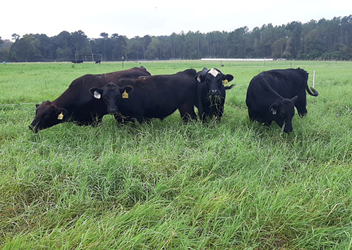 When implementing grazing management strategies, courtesy of University of Georgia by Justin Burt.