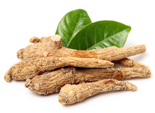 American ginseng, courtesy of Adobe Stock.