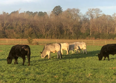 Angus and Brahman steers, courtesy of Texas A&M AgriLife by Tom Welsh.