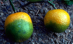 Citrus infected with Huanglongbing, courtesy of UC Riverside.