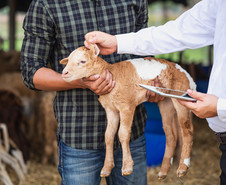 Veterinarian performing a check-up on a baby goat, courtesy of Adobe Stock.