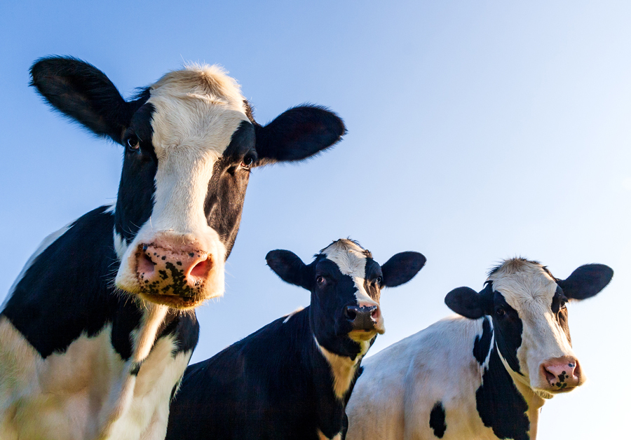 Holstein cows, courtesy of Adobe Stock.