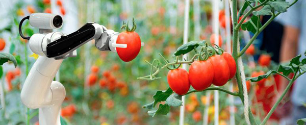 Funding Opportunity-SBIR Phase II. Image of robot picking tomato courtesy of Adobe Stock.